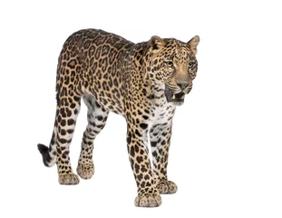 Foto auf Acrylglas Porträt des Leoparden, Panthera pardus, stehend, Studioaufnahme © Eric Isselée