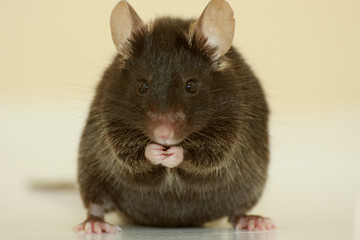 Souris