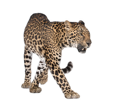 Portrait of leopard, Panthera pardus, walking, studio shot