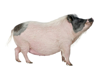 Side view of Gottingen minipig standing, studio shot