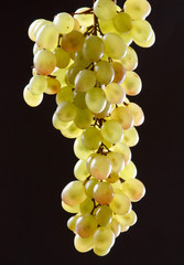 bunch of fresh grapes
