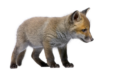 Red Fox Cub, Vulpes vulpes, 6 weeks old, standing, studio shot