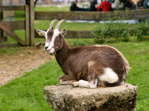 Goat on stone