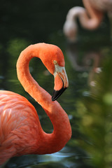 Zoo 30