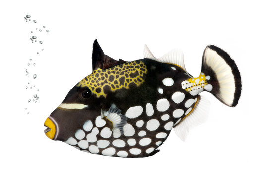 Clown triggerfish, Balistoides Conspicillum, studio shot