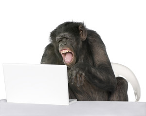 Portrait of Chimpanzee playing with a laptop, studio shot