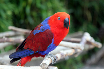 Rot - blauer Edelpapagei