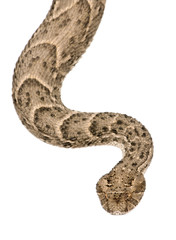 Saharan horned viper, Cerastes cerastes, studio shot