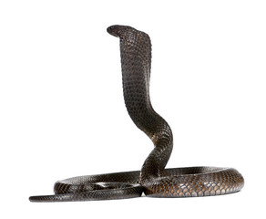 Egyptian Cobra, Naja Haje, studio shot