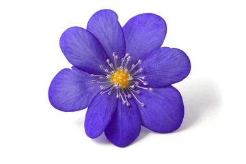 Türaufkleber Blumen Abstract of the violet flower