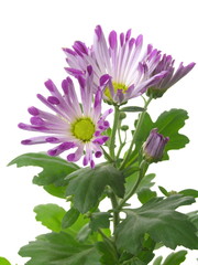 Chrysanthemum morifolium 01