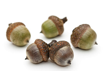 Acorns.