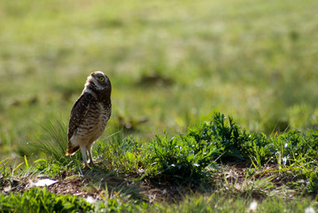 Burrowing owls