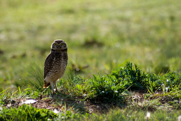 Burrowing owls