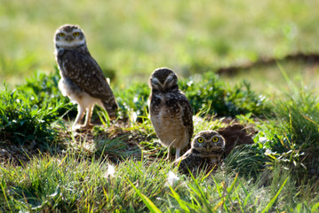 Burrowing owls