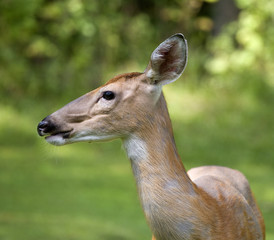 doe portrait