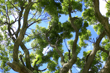新緑の樹木