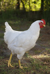 White free range chicken walking on a grassy field outside