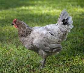 gray hen