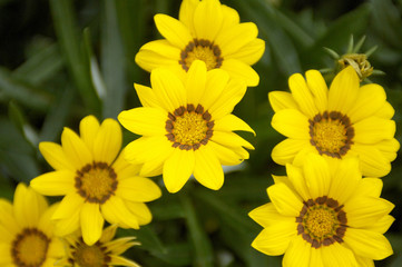 Fototapeta premium 黄色い小菊