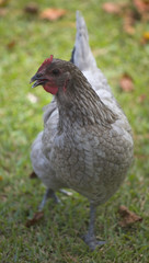 traveling hen