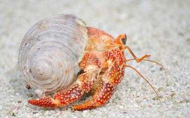 coquillage bernard l'hermite
