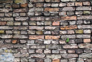 Obraz premium Old brick wall