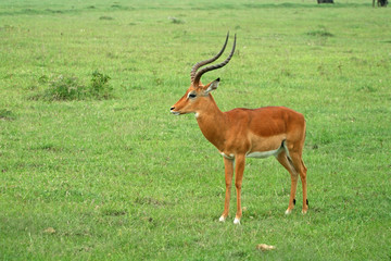 Impala (Aepyceros melampus), Lake Nakuru National Park, Kenya