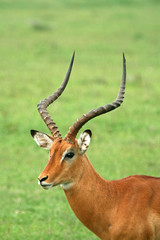 Impala (Aepyceros melampus), Lake Nakuru National Park, Kenya