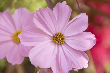 Fototapeta premium コスモス