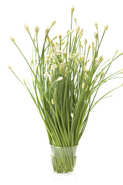 Garlic Chives in A Glass