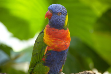 ゴシキセイガイインコ