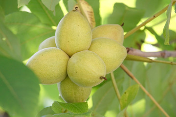 green walnuts on the branch of the tree