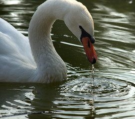 swan