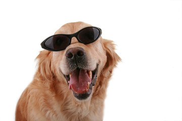 golden retriever, LOL
