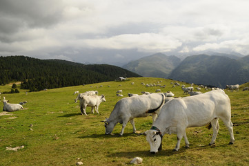 Fototapeta premium un troupeau de vaches
