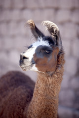 lamas - Atacama, Chile. © Yoann Combronde