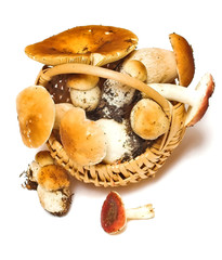 Full basket of mushrooms isolated on white background