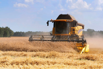 Fototapeta premium combine harvesting