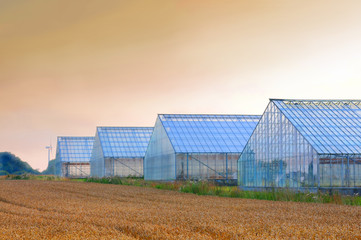 Obraz premium greenhouses dawn
