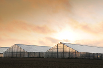 greenhouse sunrise 2
