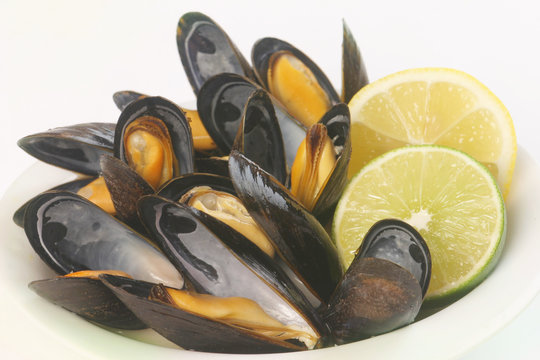 Common Mussels