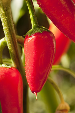 Frische Paprika