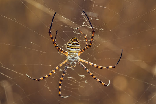 Wasp spider, Argiope trifasciata, on its web. Dorsal view.