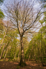 Les hêtres magnifiques de la forêt