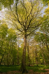 Naklejka premium Les hêtres magnifiques de la forêt