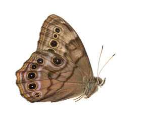 Fototapeta premium Buckeye Butterfly (Junonia)