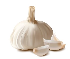 Vector. Garlic.