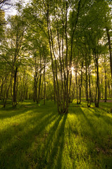Le sous-bois au printemps en Forêt