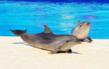 dolphins